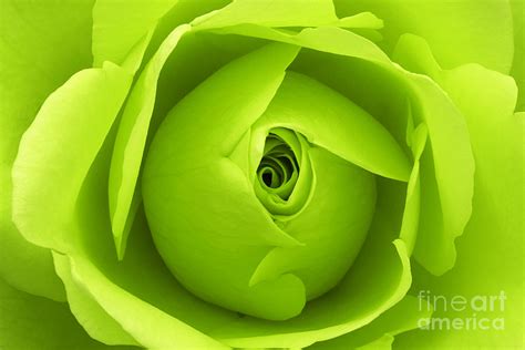 lime green rose